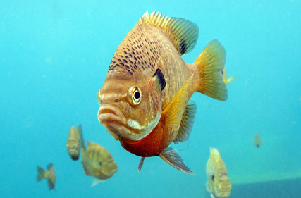 Bluegill Sunfish  Mid-Atlantic Stocking