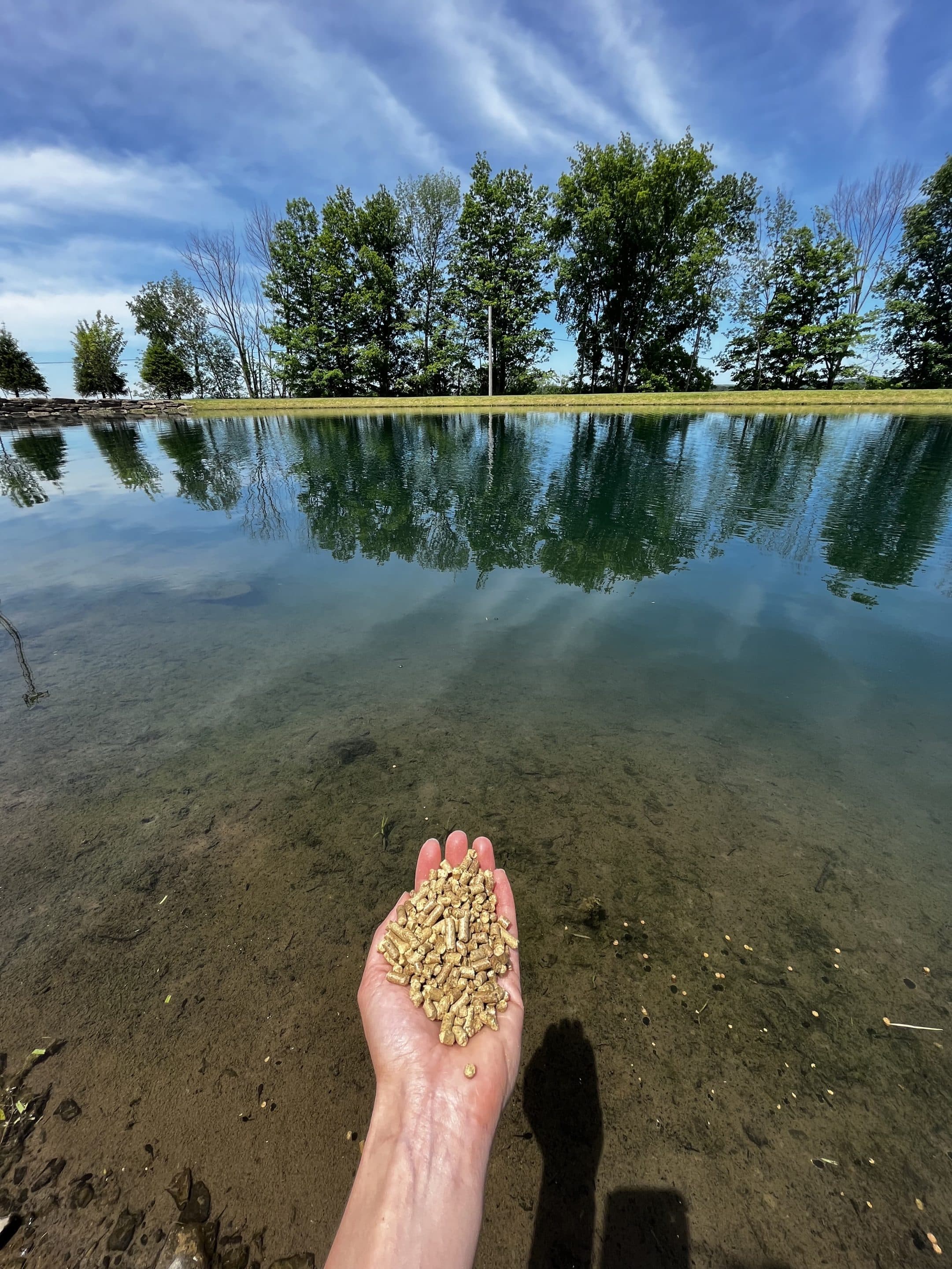 Barley Straw Pellets - Image 2
