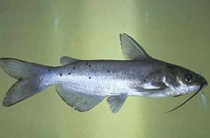 Channel Catfish  Mid-Atlantic Stocking